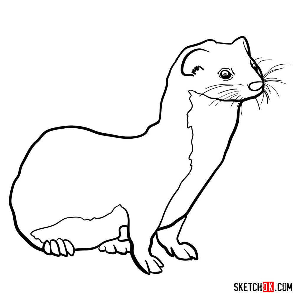 How to draw a weasel