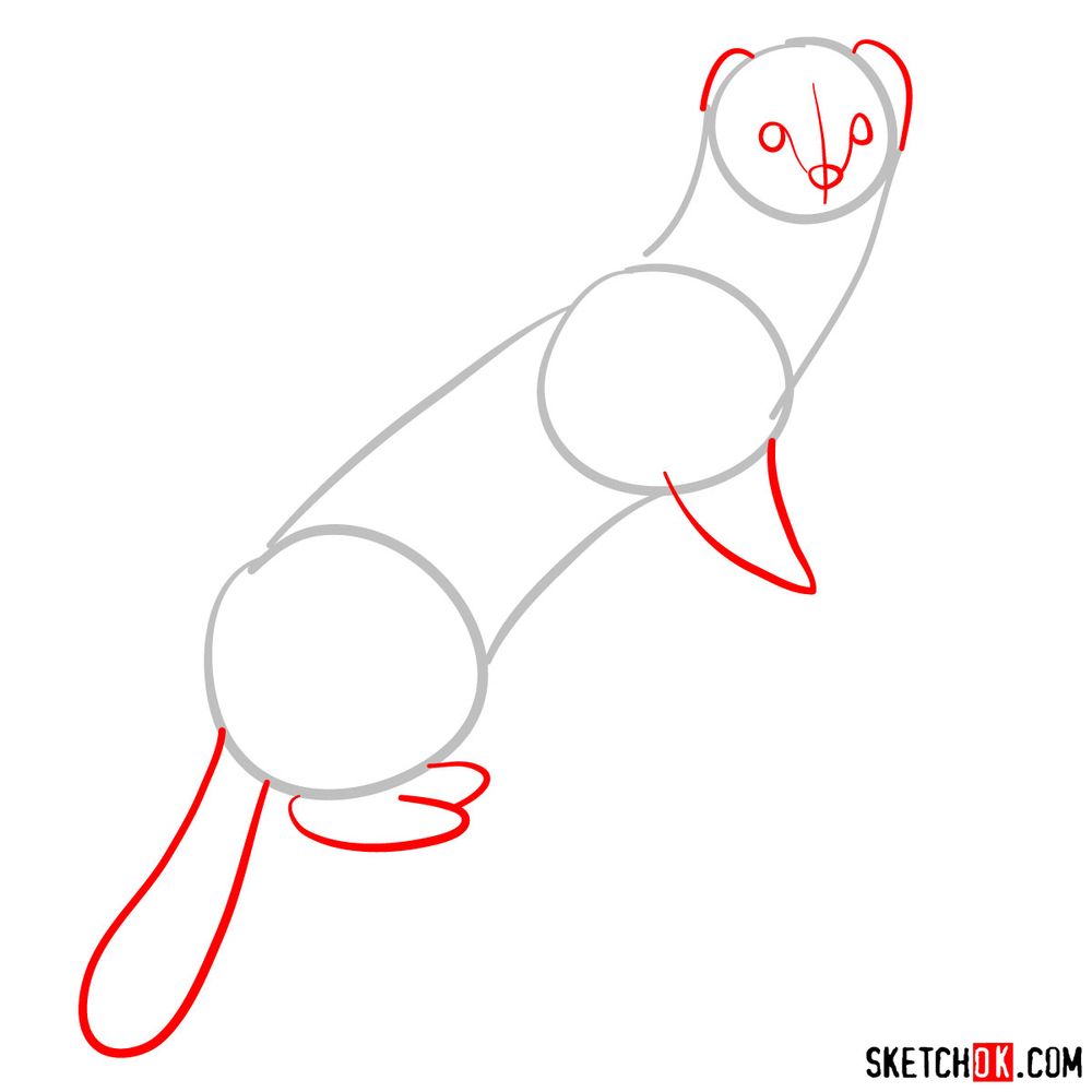 How to draw a white weasel - step 02