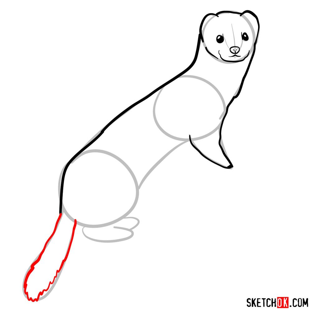 How to draw a white weasel - step 06
