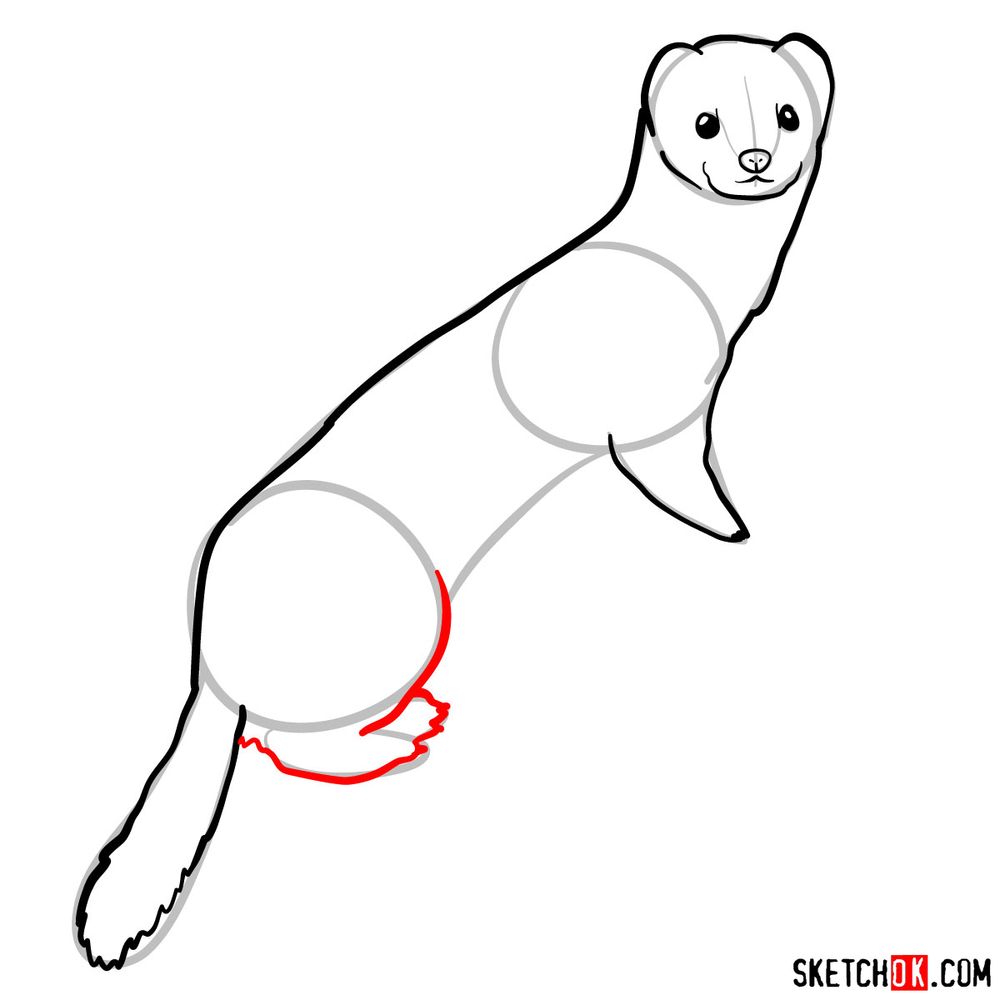 How to draw a white weasel - step 07