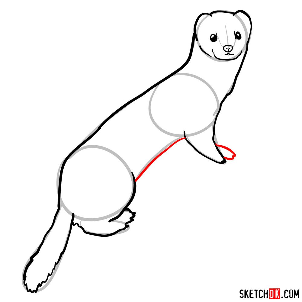 How to draw a white weasel - step 08