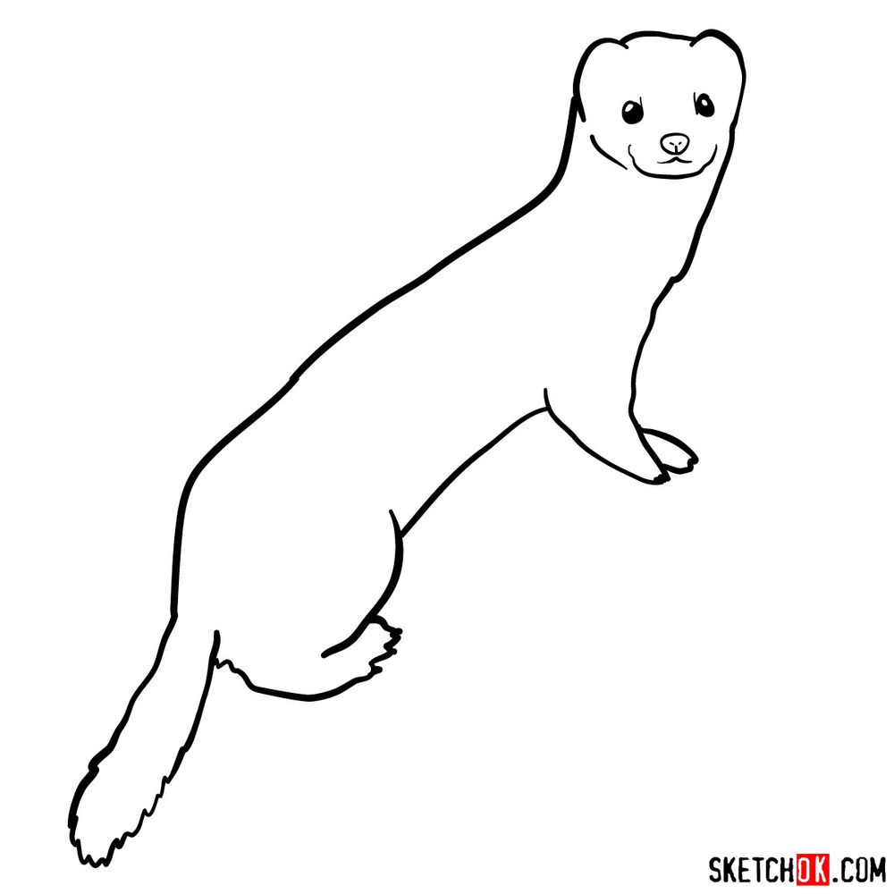 How to draw a white weasel