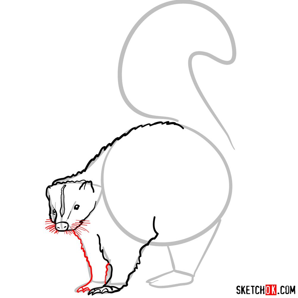 How to draw a skunk - step 07