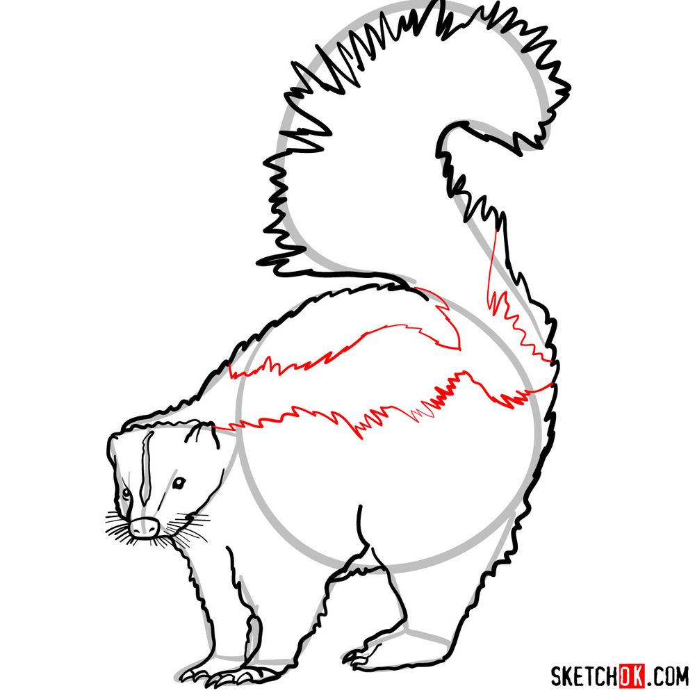 How to draw a skunk - step 10