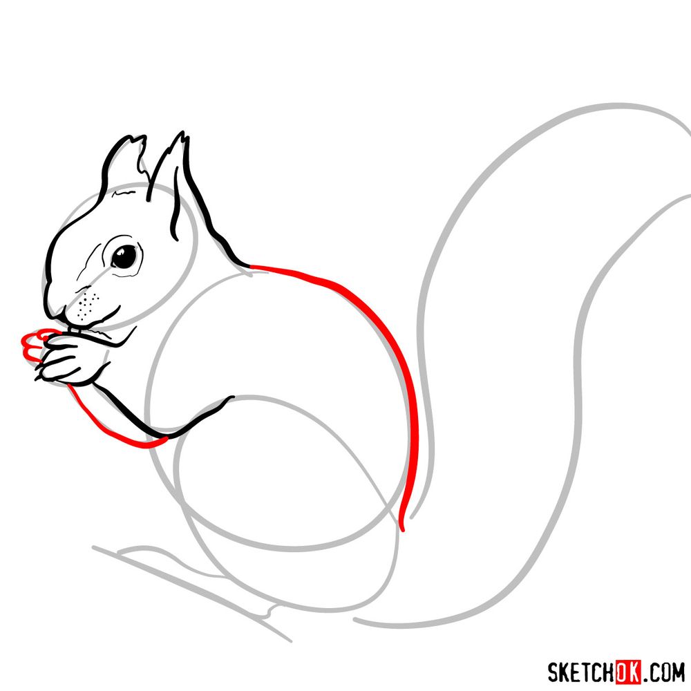 How to draw a squirrel (side view) - step 06