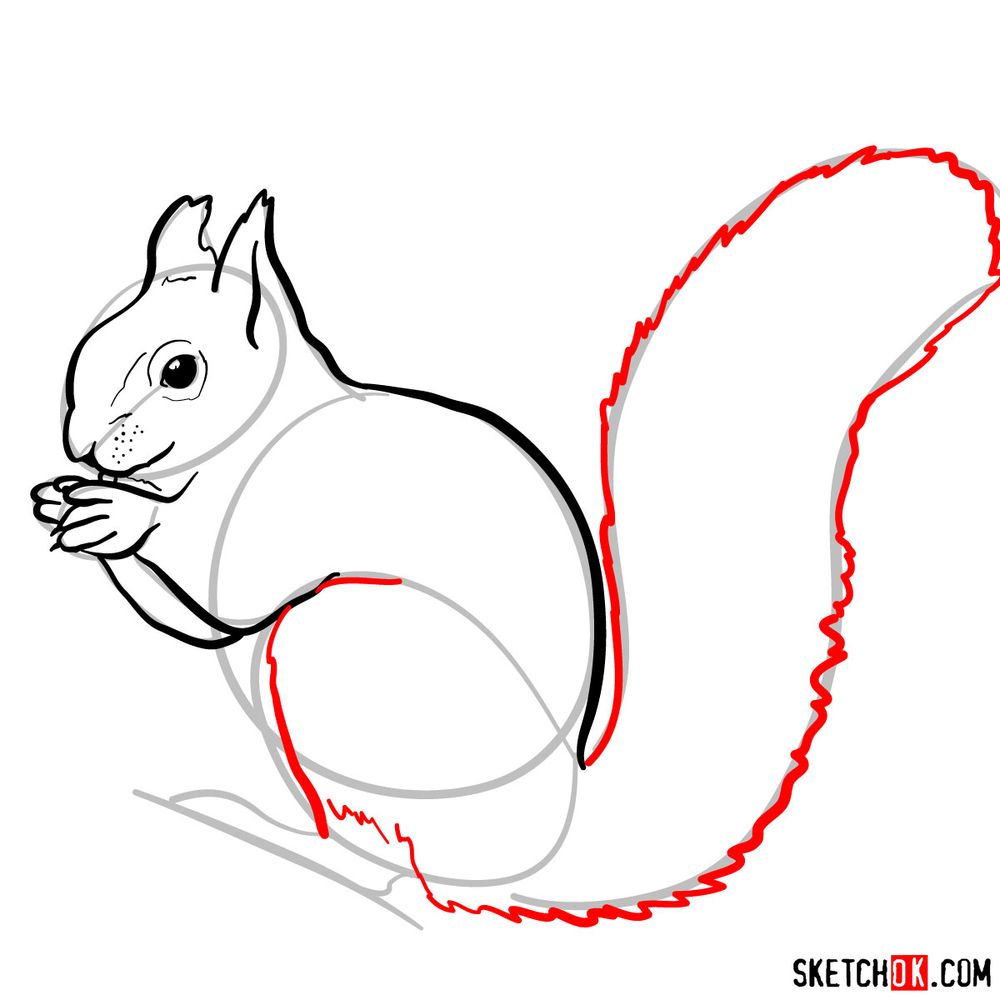 How to draw a squirrel (side view) - step 07