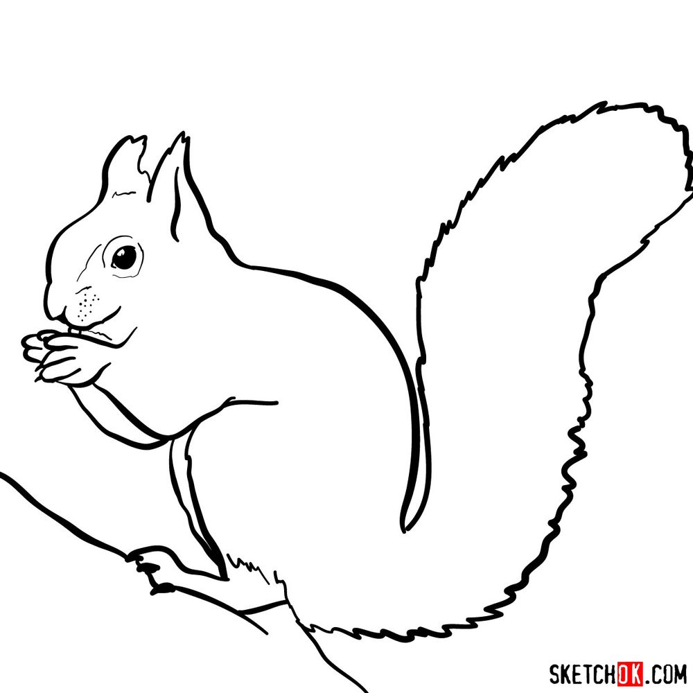 How to draw a squirrel (side view) - Sketchok easy drawing guides