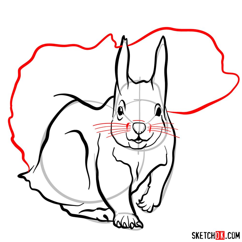 How to draw a squirrel (front view) - step 08