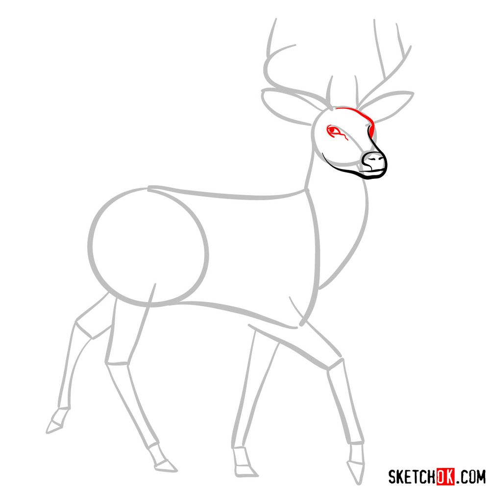 How to draw a deer - step 04