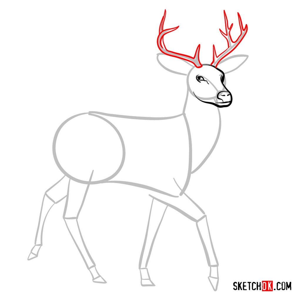How to draw a deer - step 05
