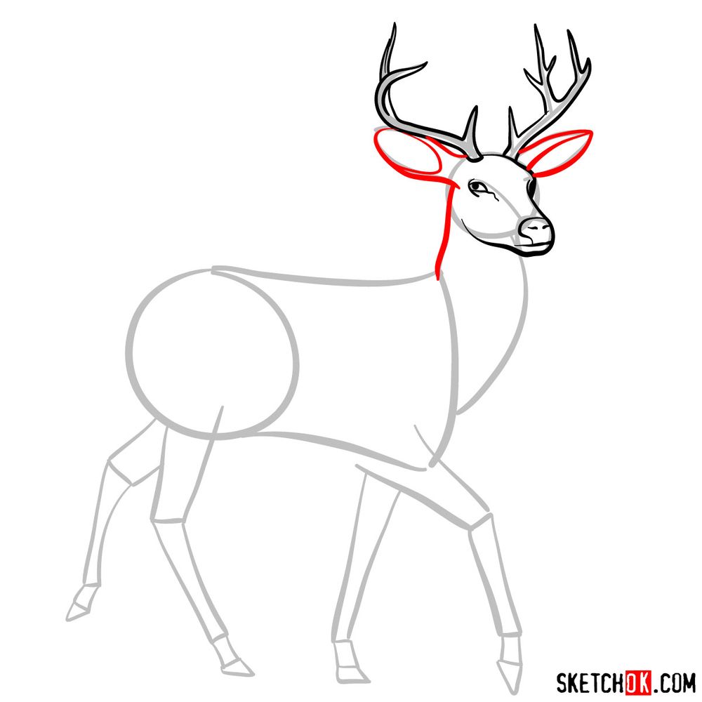 How to draw a deer - step 06