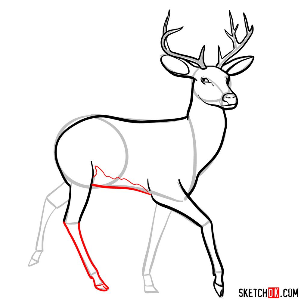 How to draw a deer - step 09