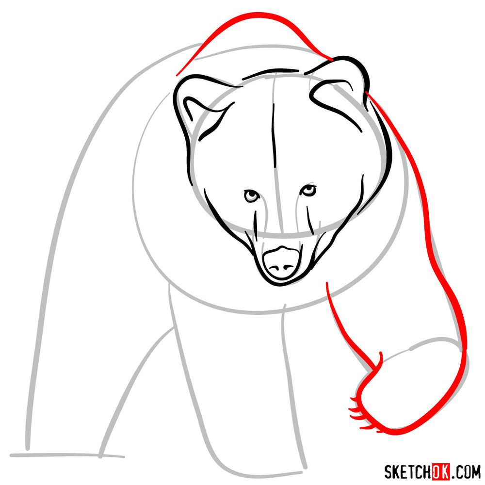 How to draw a grizzly bear (front view) - step 05