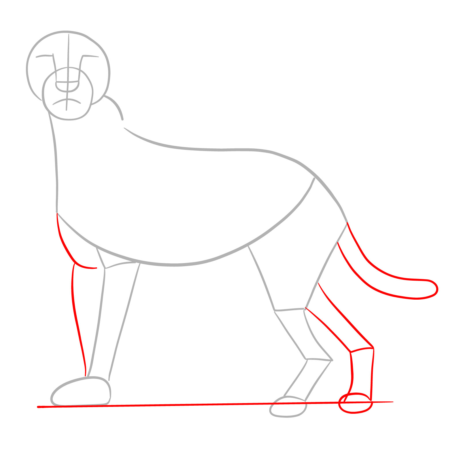 How to draw a Cheetah - step 03