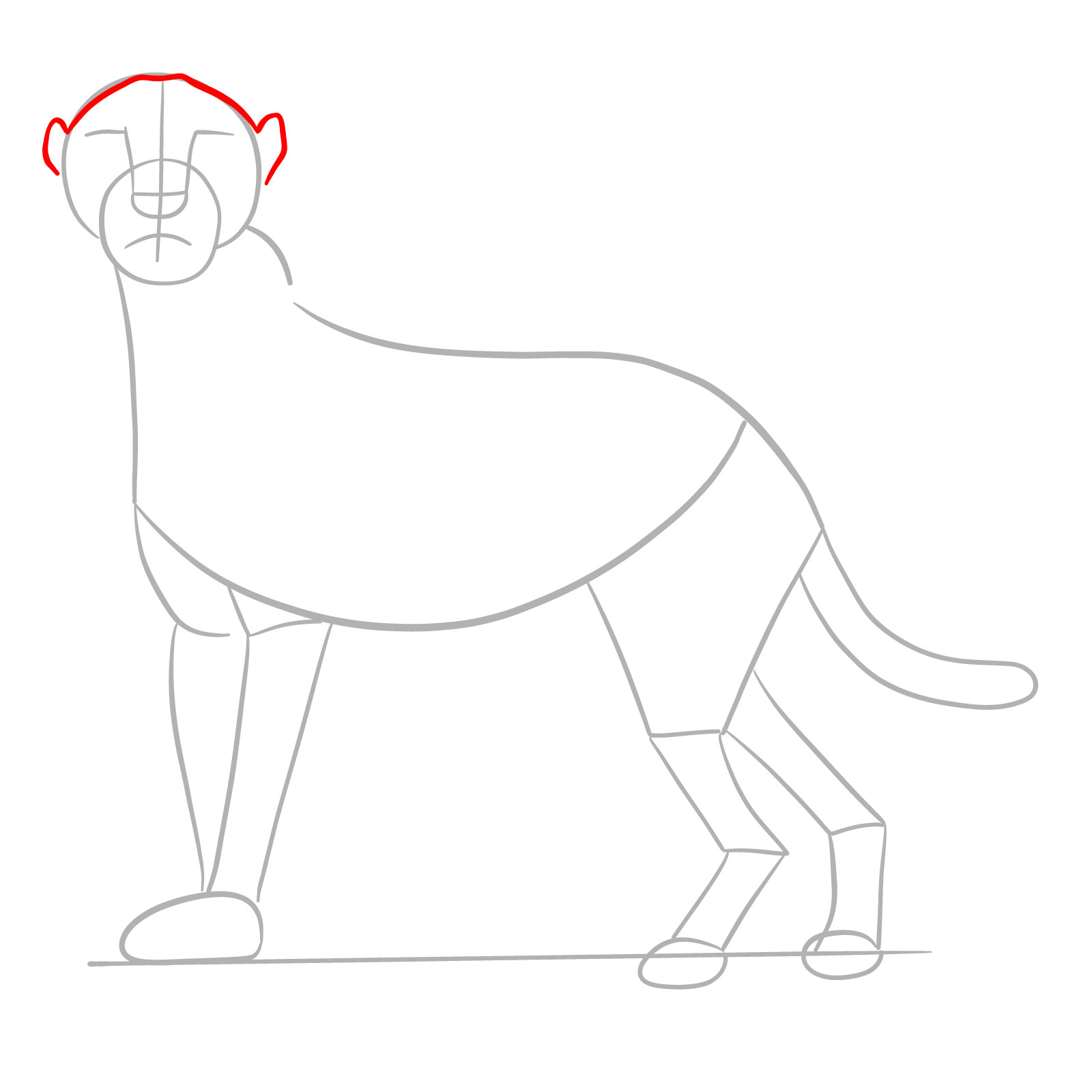 How to draw a Cheetah - step 04