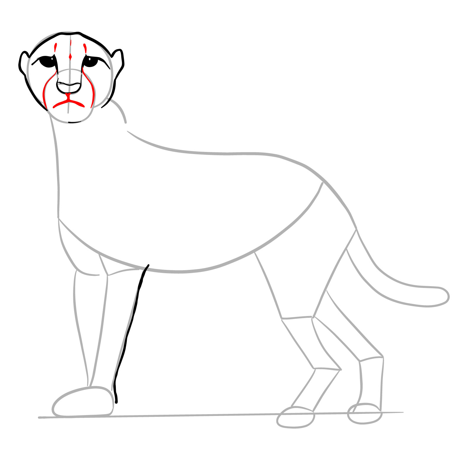 How to draw a Cheetah - step 10