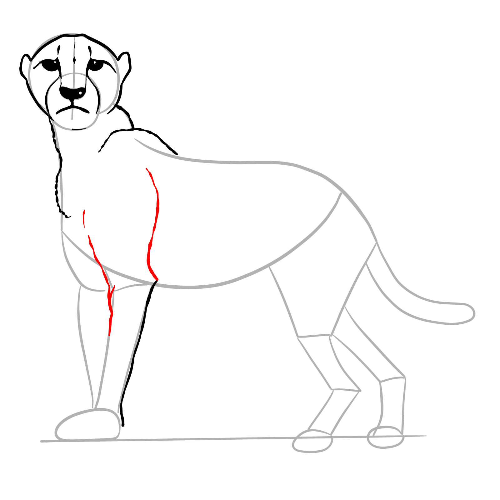 How to draw a Cheetah - step 14