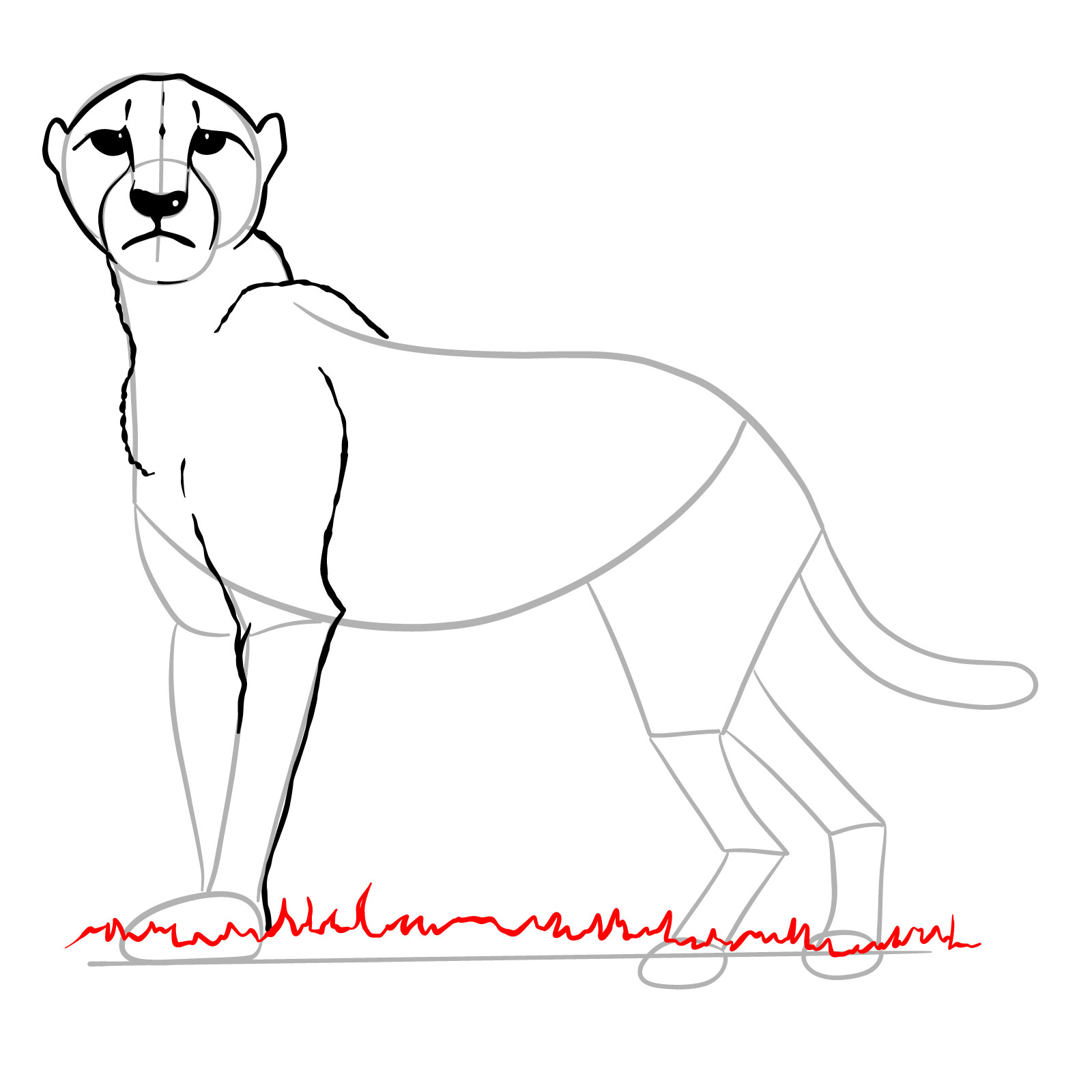How to draw a Cheetah - step 15