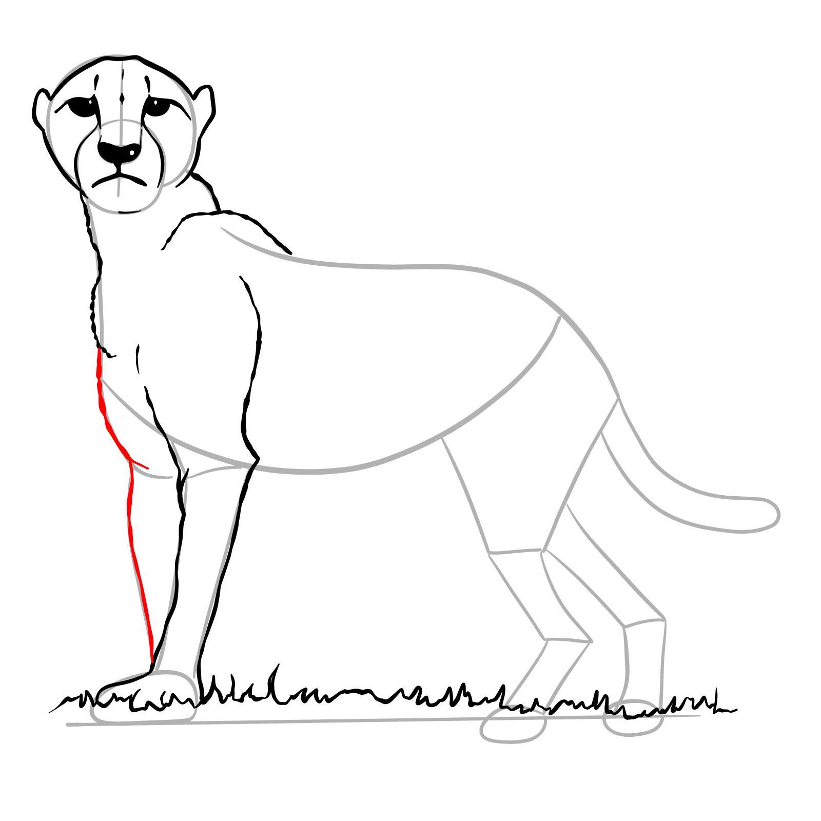 How to draw a Cheetah - step 17