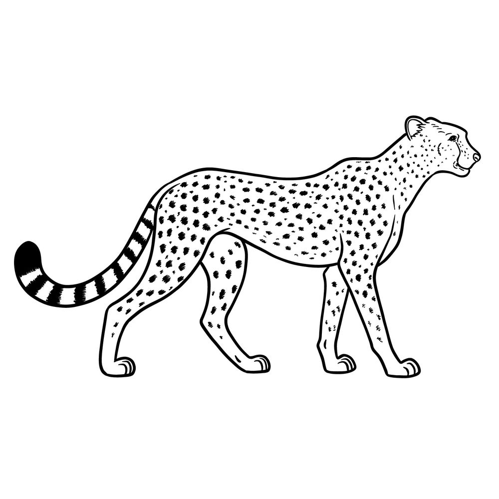 How to Draw a Cheetah Full Body Side View – Wild Cat Tutorial