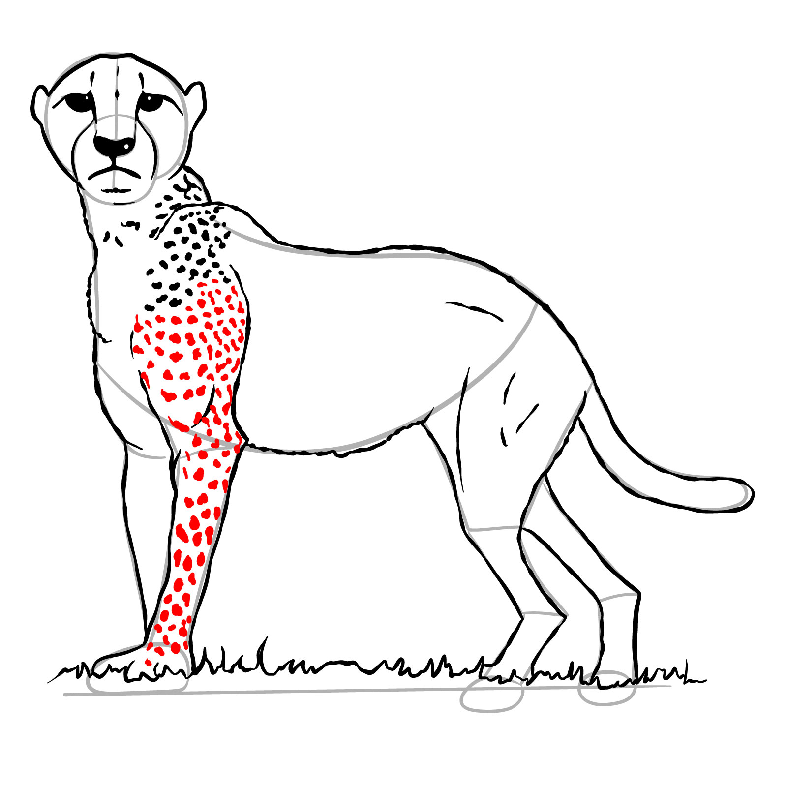 How to draw a Cheetah - step 25