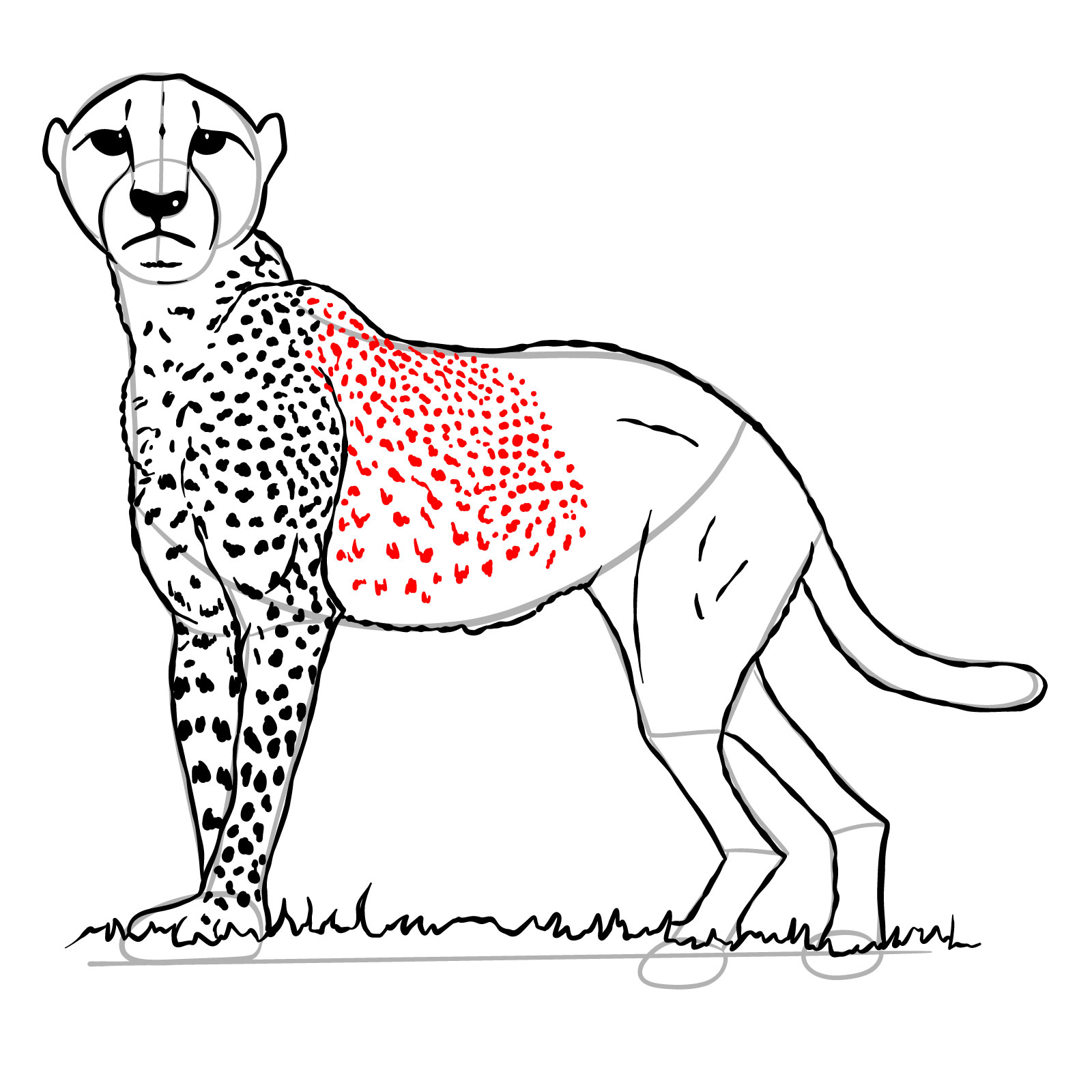 How to draw a Cheetah - step 27