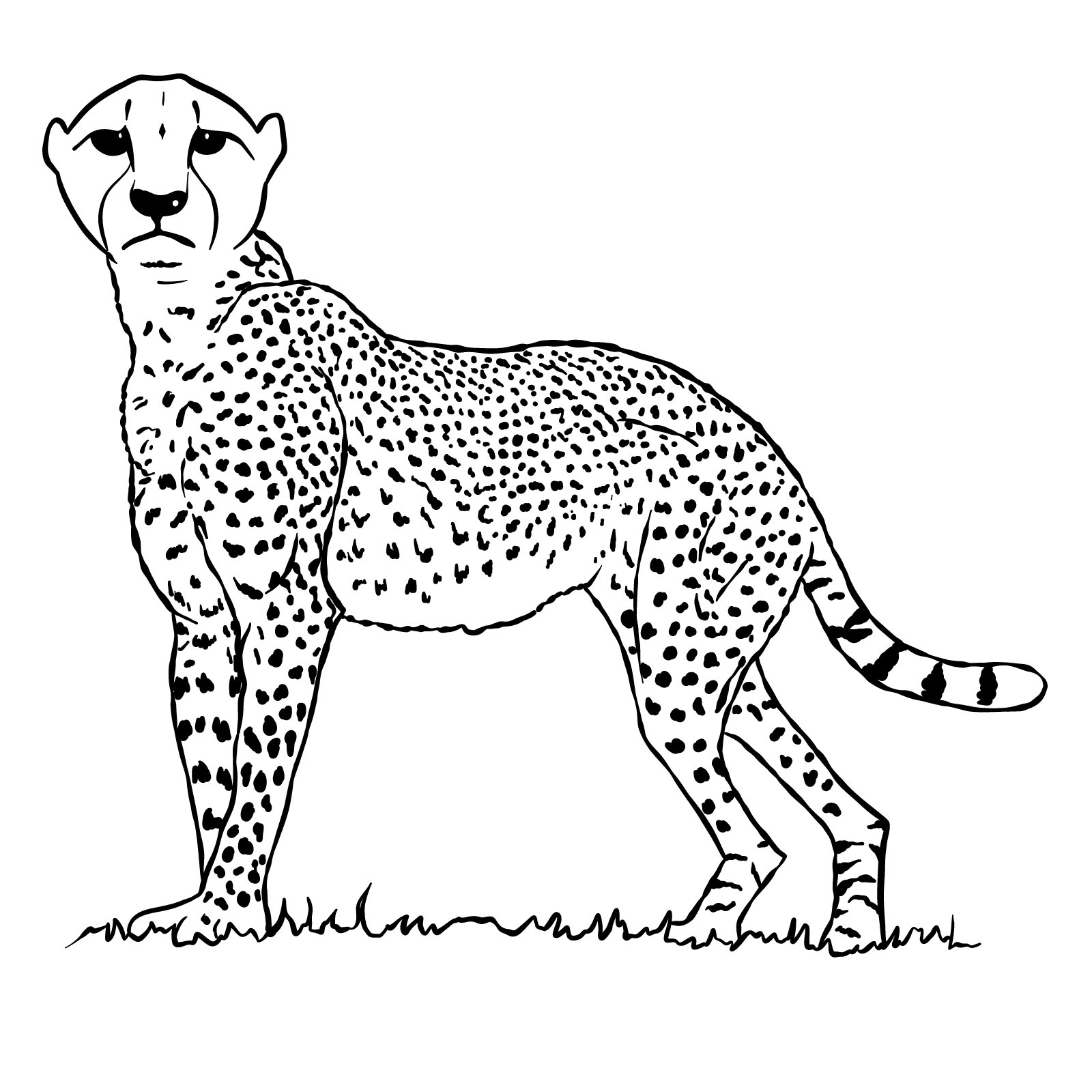 How to draw a Cheetah - Sketchok easy drawing guides