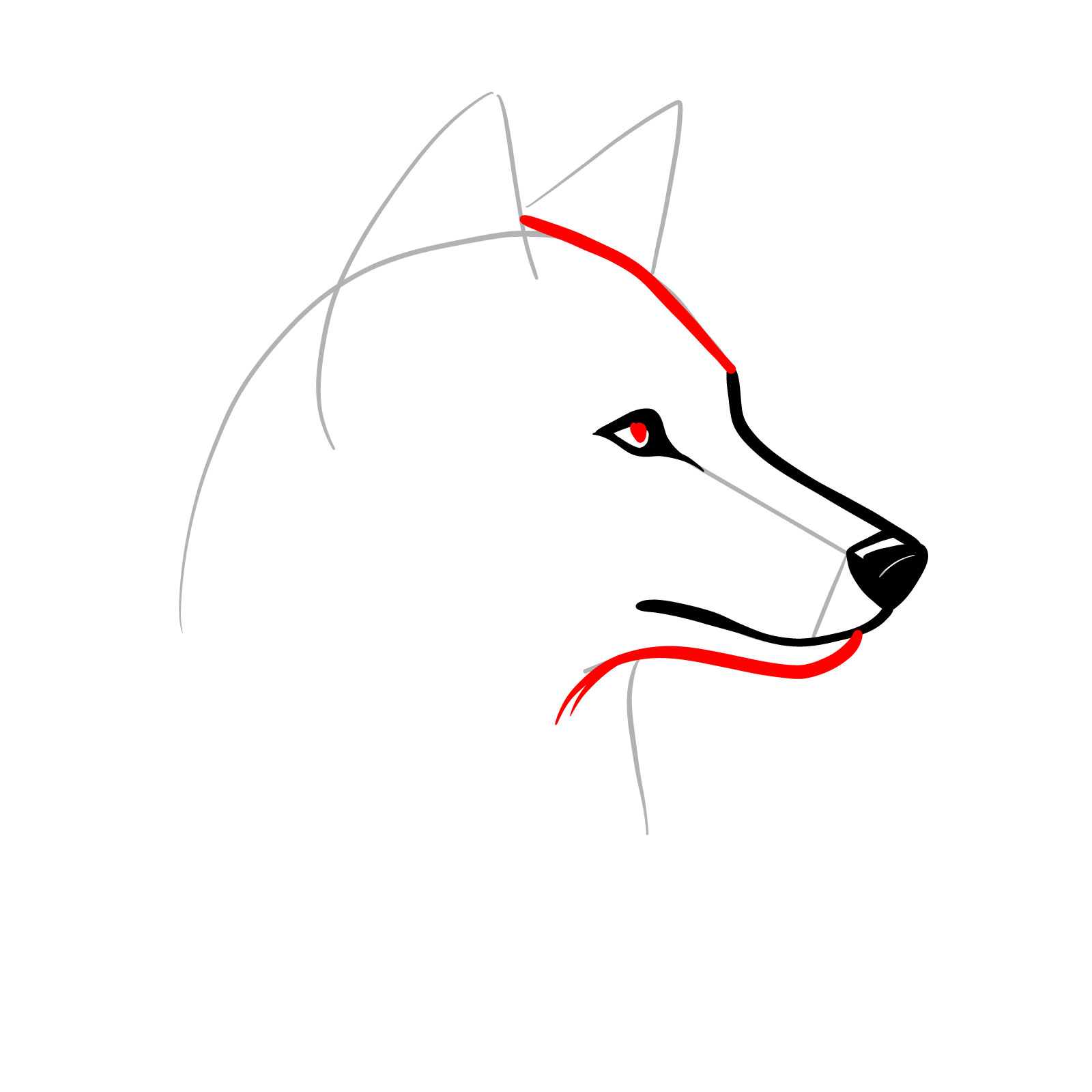 Adding the forehead and jaw to a side view of a wolf's head drawing - step 06