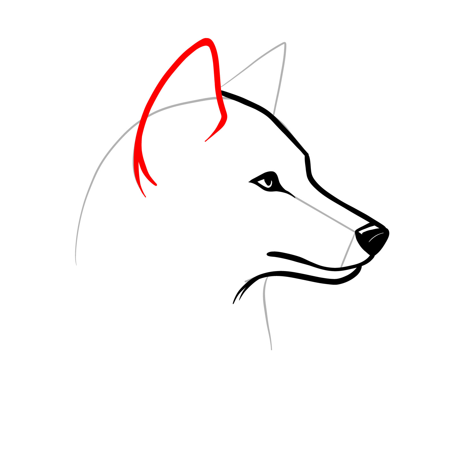 Drawing the closest ear in a side view of a wolf's head sketch - step 07