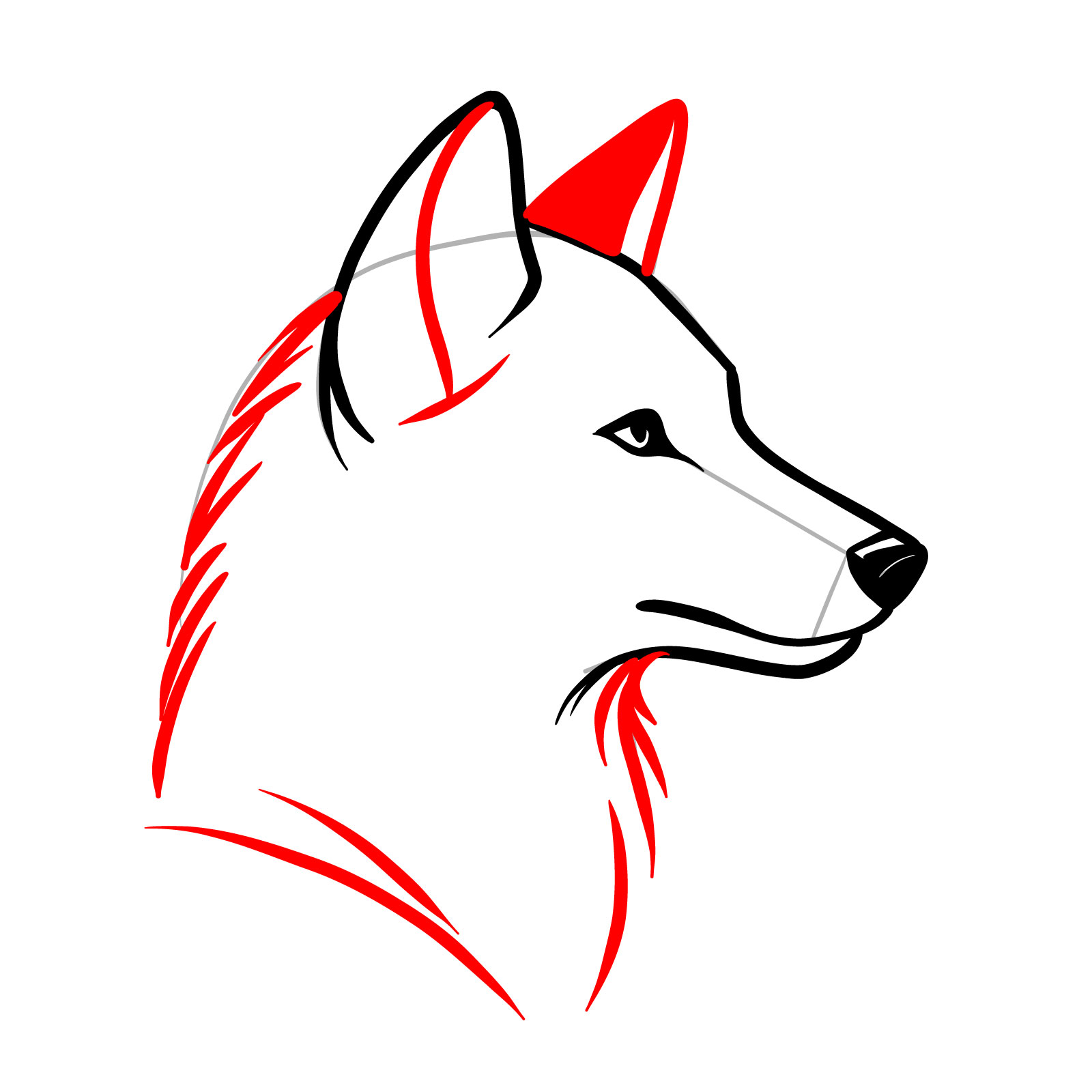 Detailing the second ear and refining the wolf's head outline in a drawing - step 08