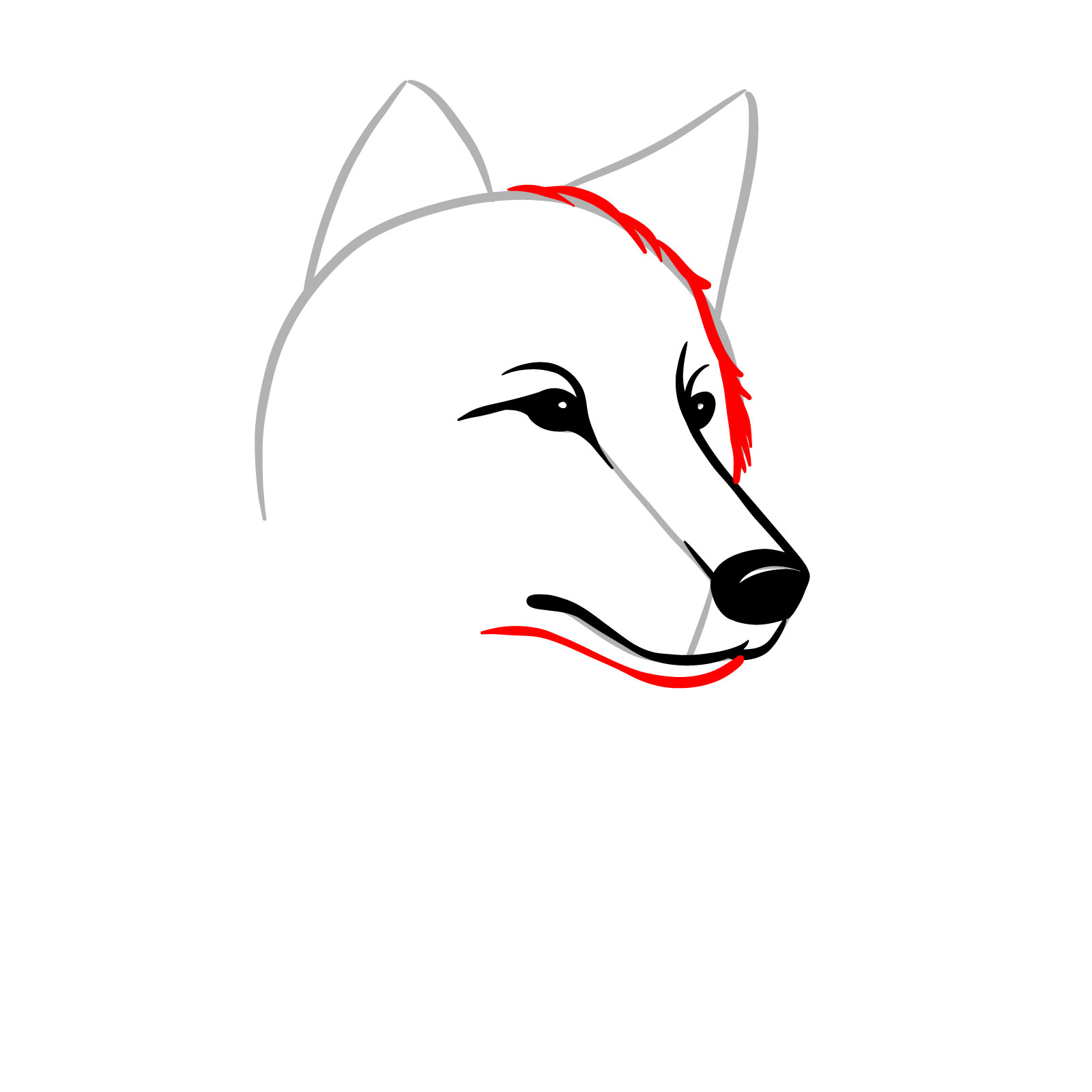 Sketching the lower snout and head outline for a 3/4 view wolf drawing - step 06