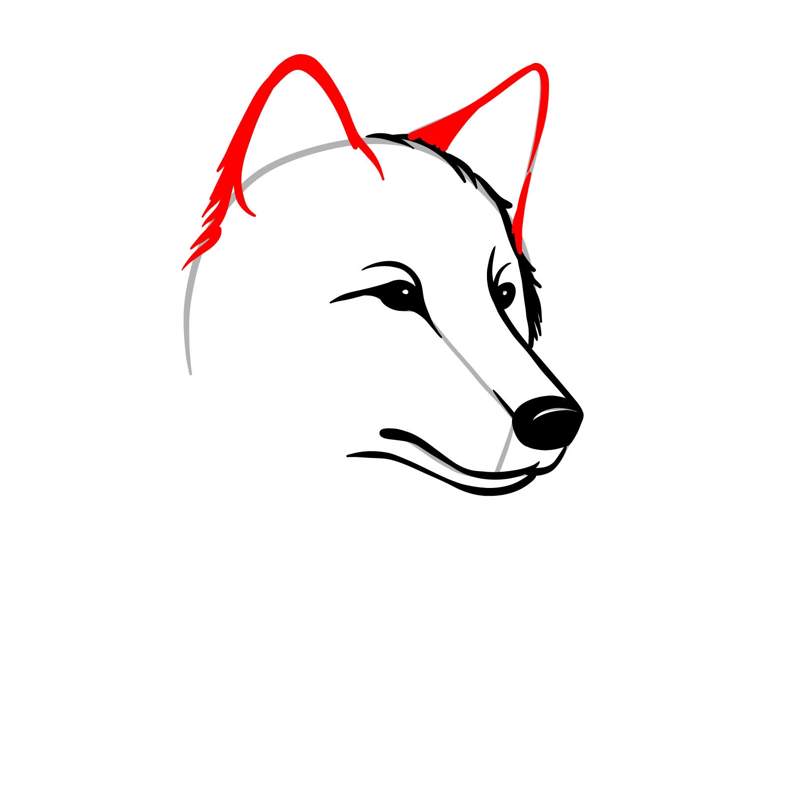 Drawing the detailed shape of the ears on the wolf's head - step 07