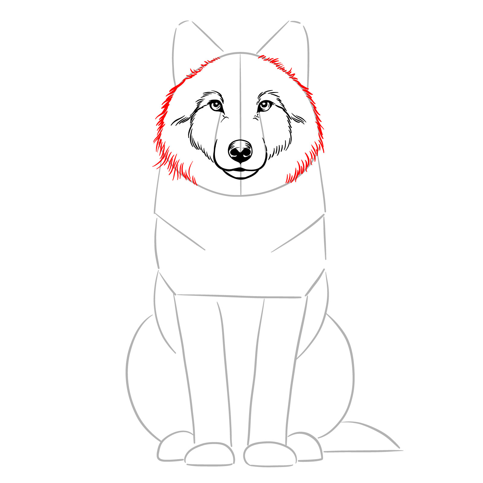 Creating fur texture around the wolf's head in a sitting wolf drawing guide - step 07