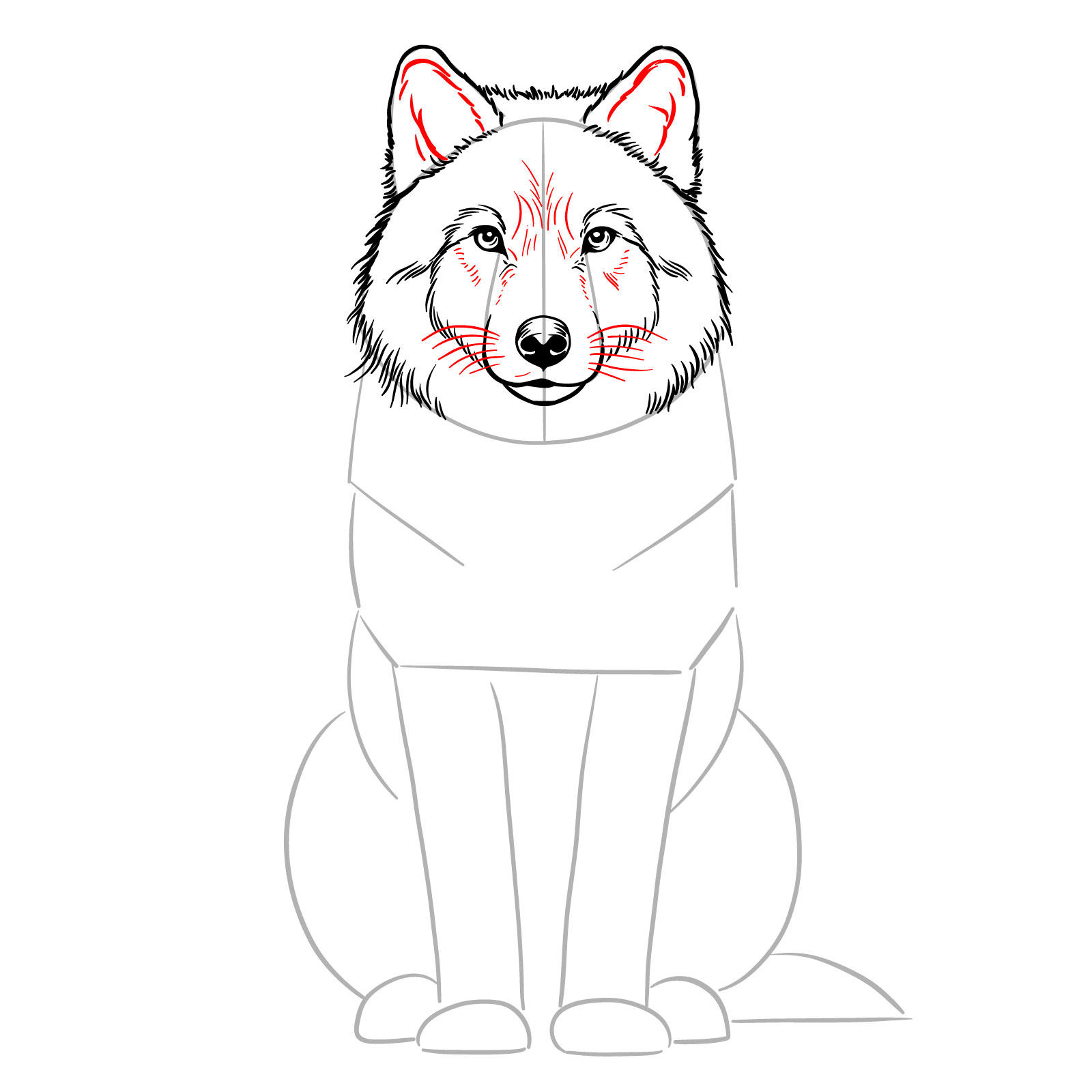 Adding whiskers and detailed fur to the snout in a sitting wolf drawing - step 09