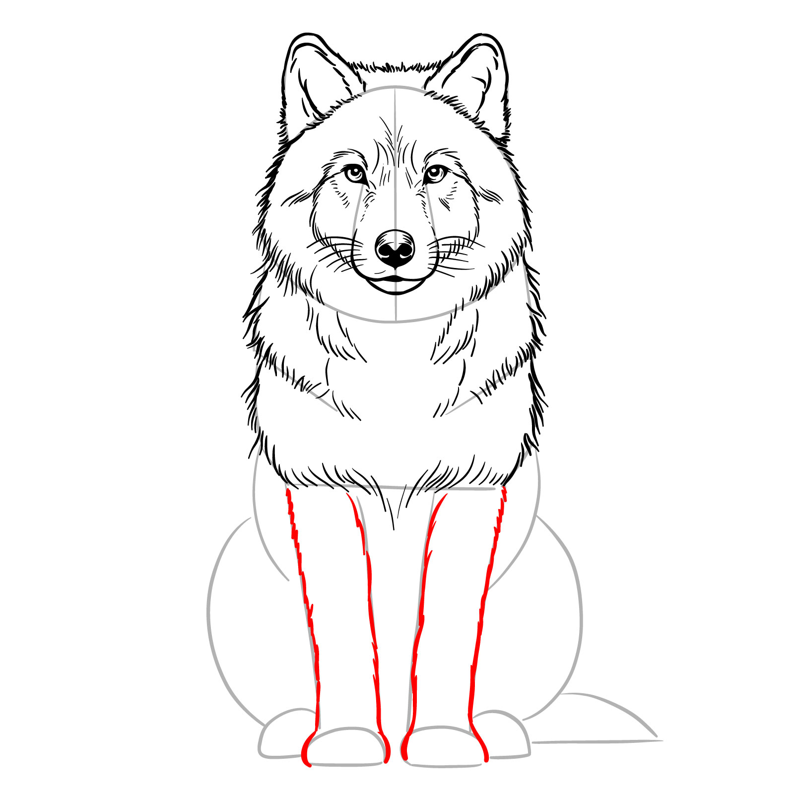 Outlining the front legs and paws of a sitting wolf in a drawing - step 12