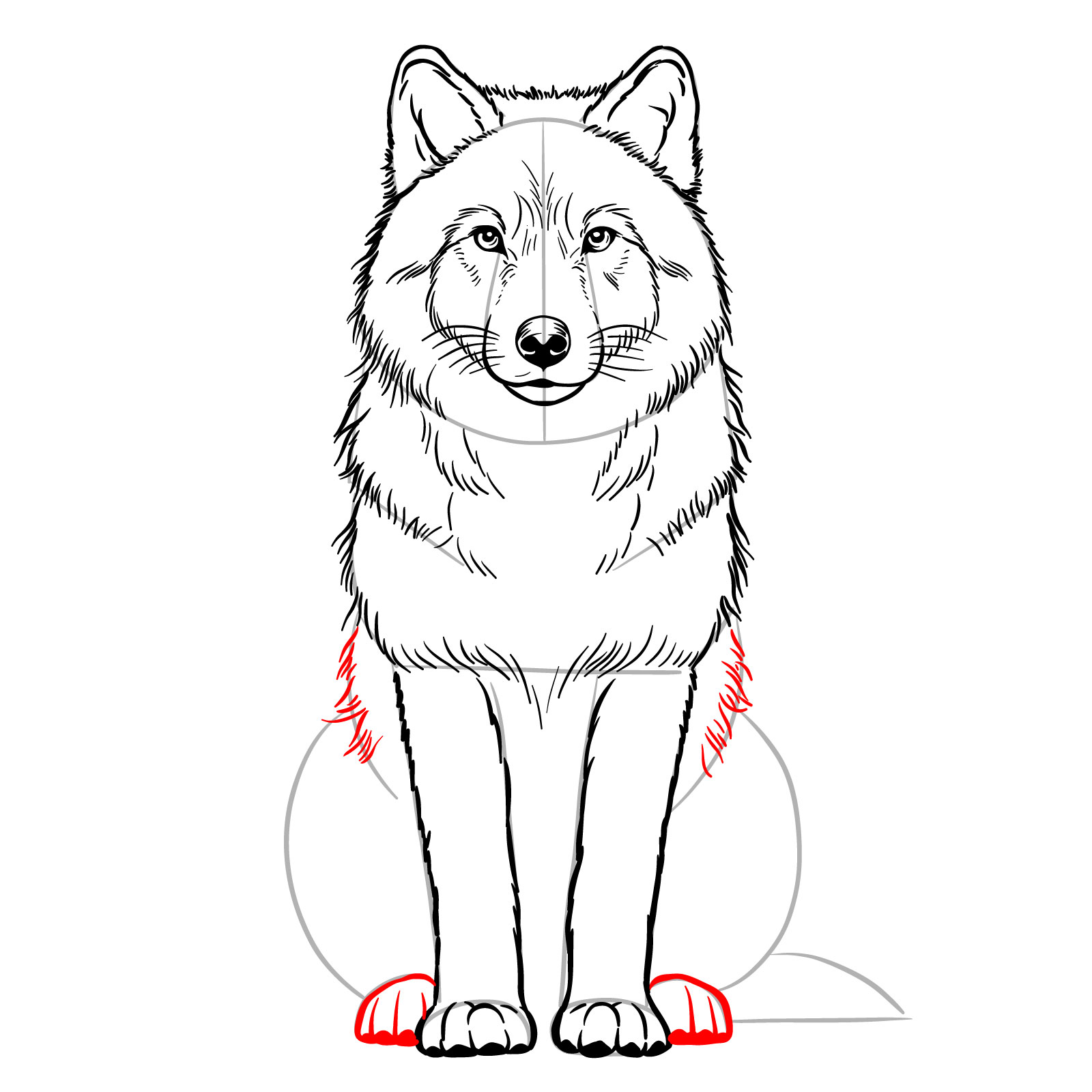 Drawing the rear paws and body fur in a sitting wolf illustration - step 14