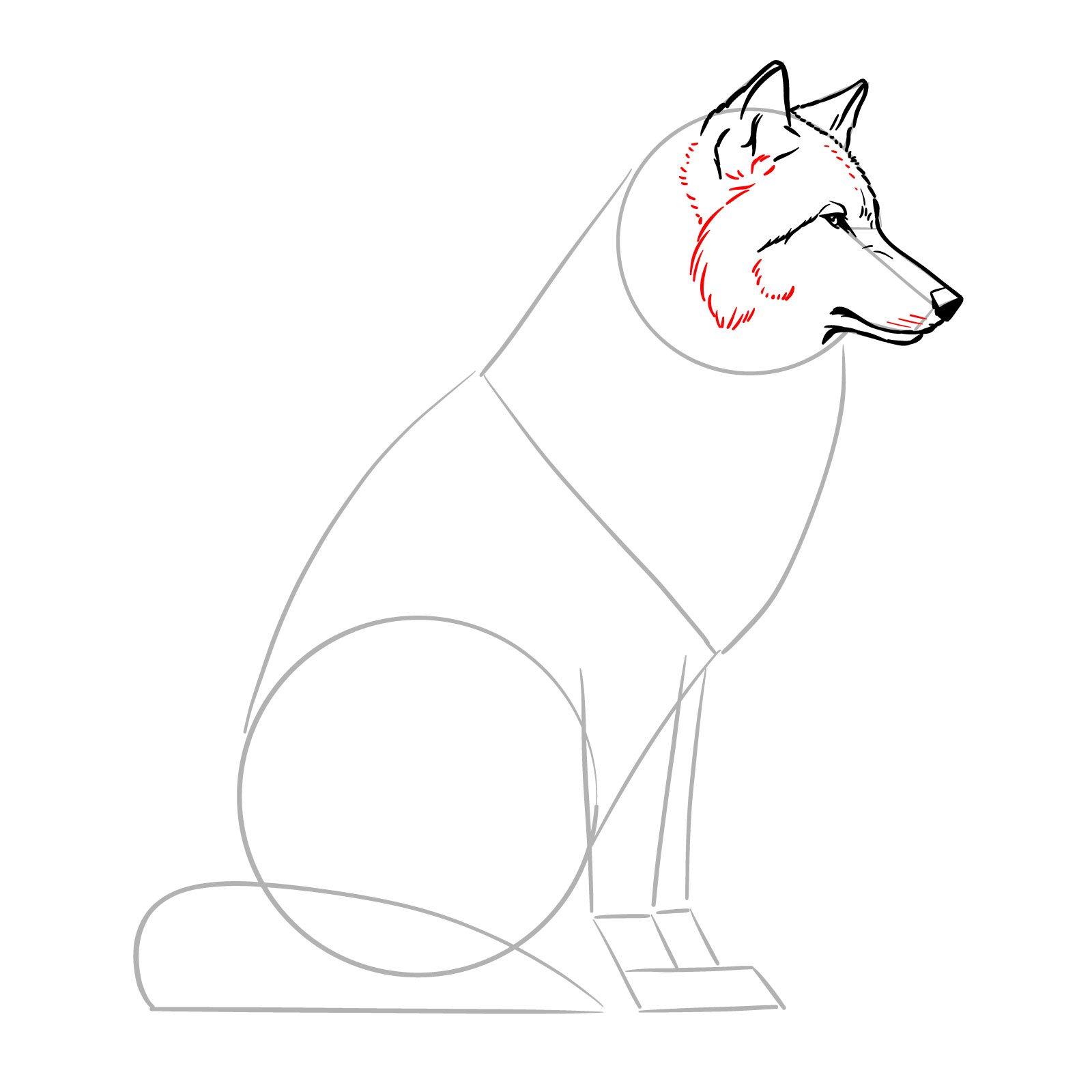 Finalizing the head details with whisker marks in a sitting wolf drawing - step 08