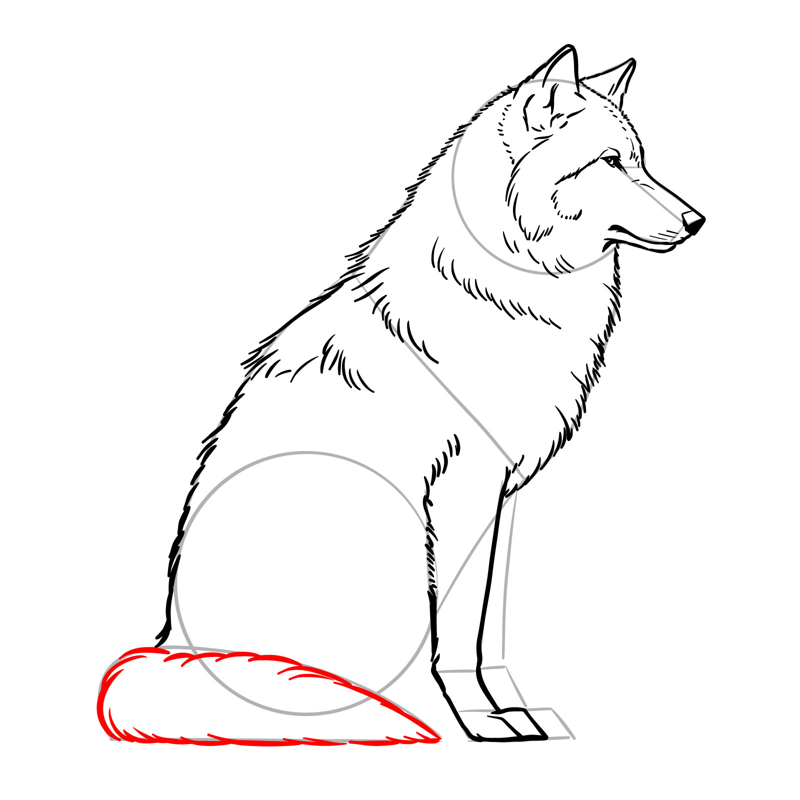 Adding a bushy tail in a sitting wolf drawing instruction - step 12