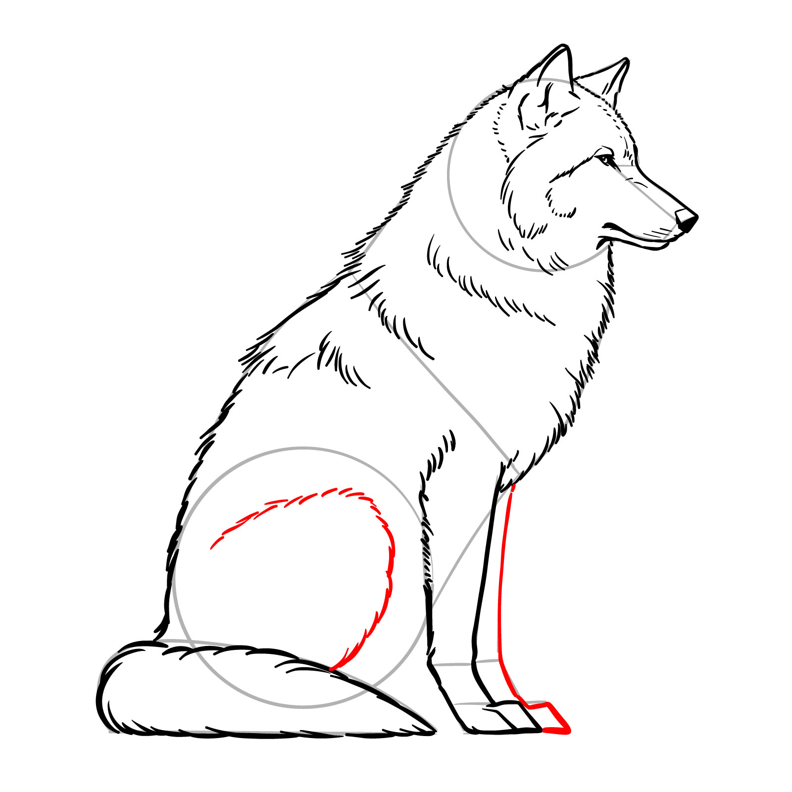Sketching the second front leg and rear leg in a sitting position for a wolf drawing - step 13