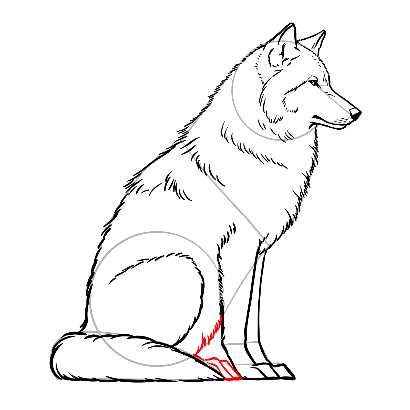 Finalizing the belly and rear paw in a sitting wolf sketch - step 14