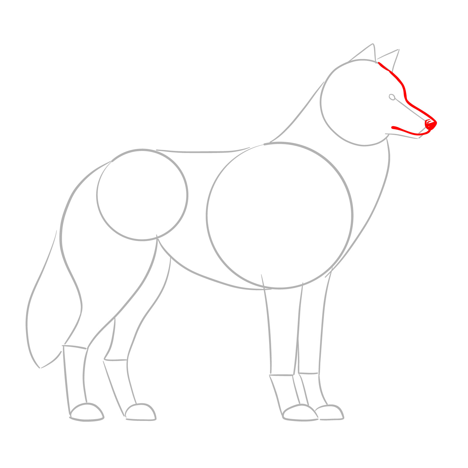 Detailing the wolf's snout and forehead in a wolf side view drawing - step 04