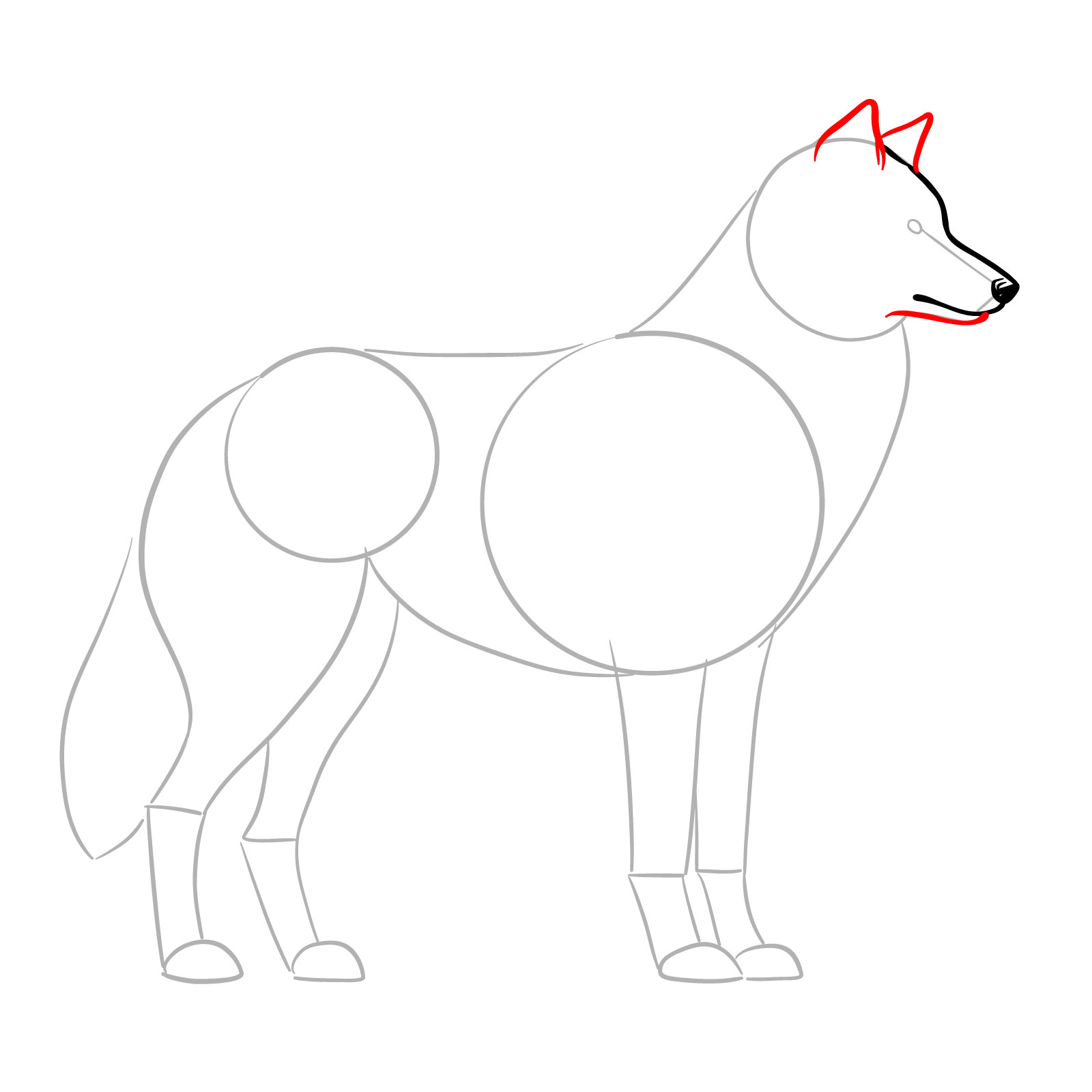 Completing the snout and adding ears to the wolf side view drawing - step 05