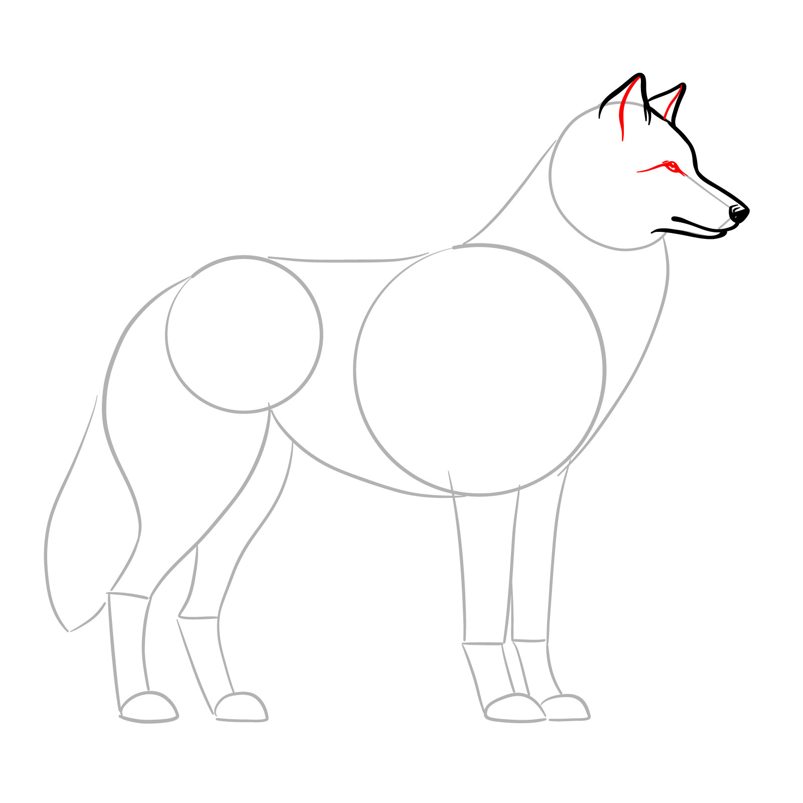 Adding the eye and detailing the ears in a step-by-step wolf side view drawing - step 06