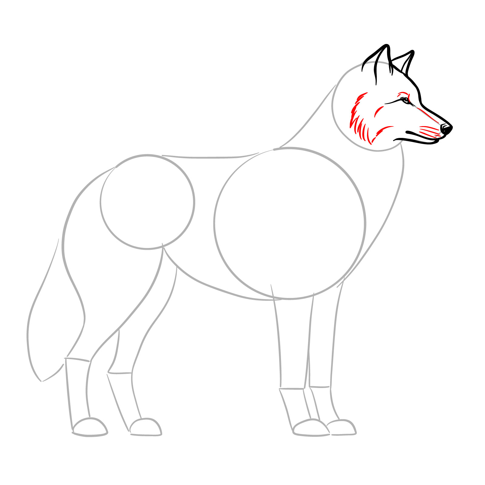 Final details and textures added to a wolf side view drawing guide - step 07