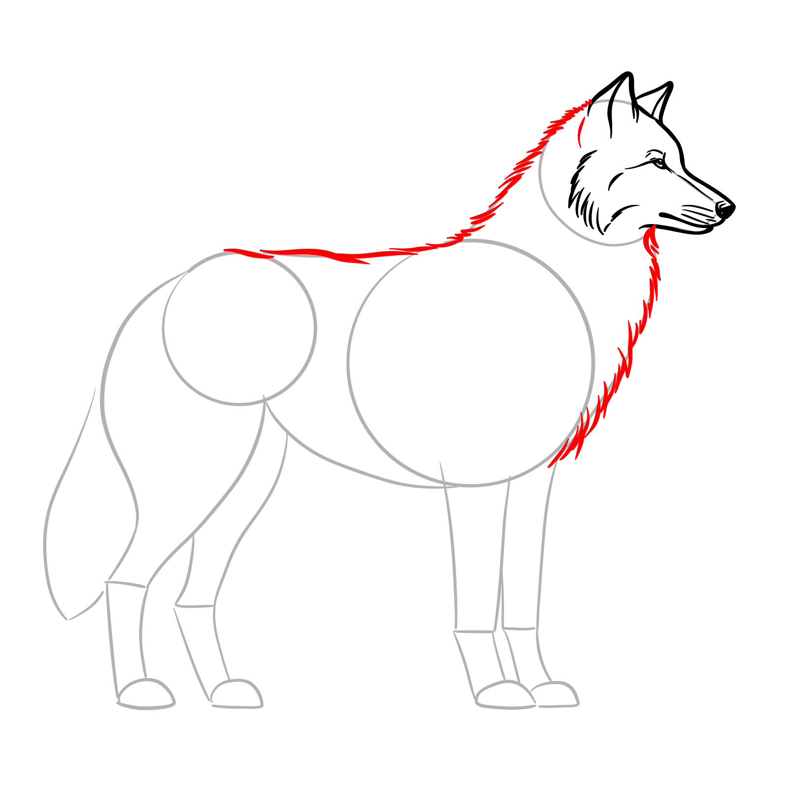 Drawing fur texture on the wolf's neck and back for a side view wolf drawing - step 08