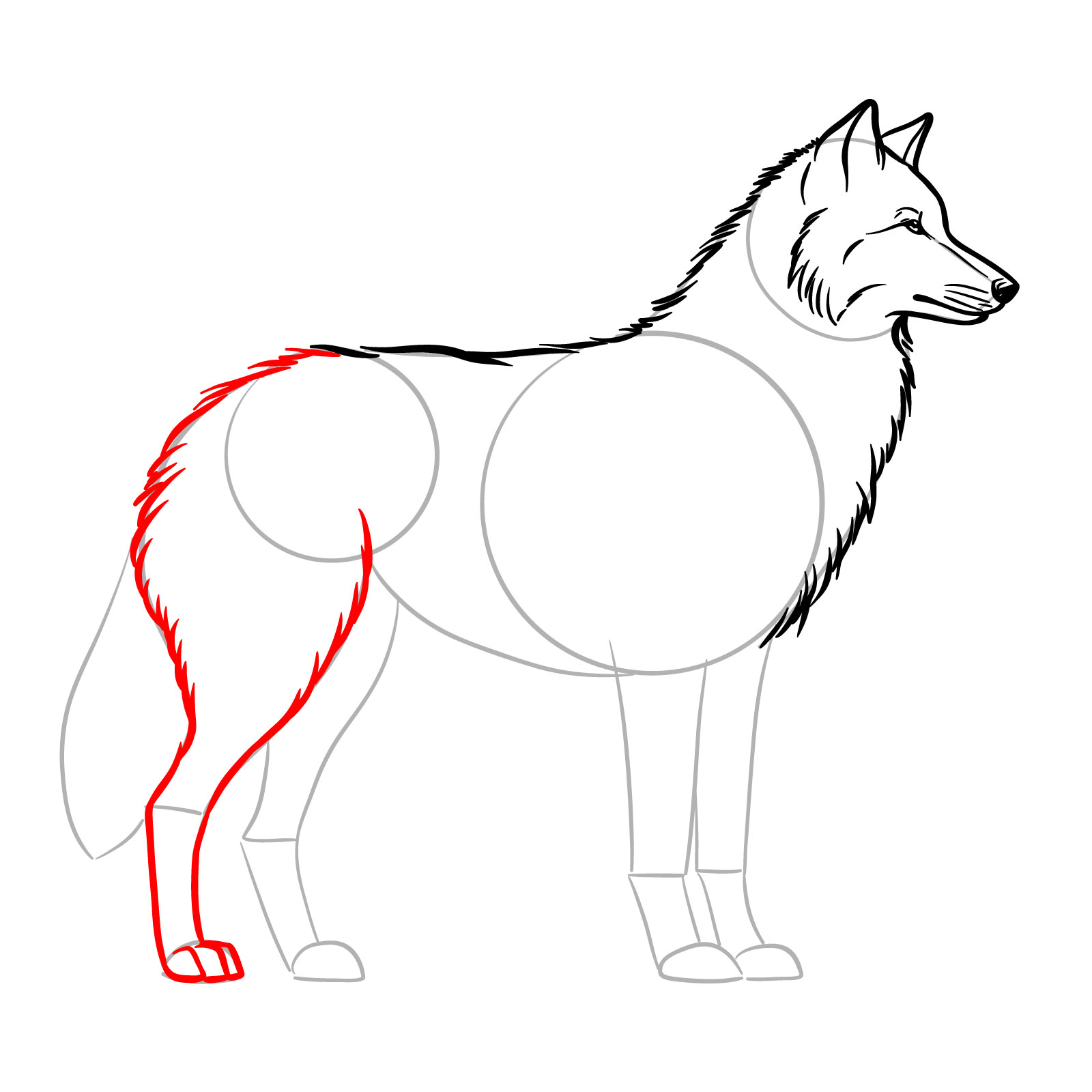 Illustrating the rear leg of a wolf in a side view drawing guide - step 09