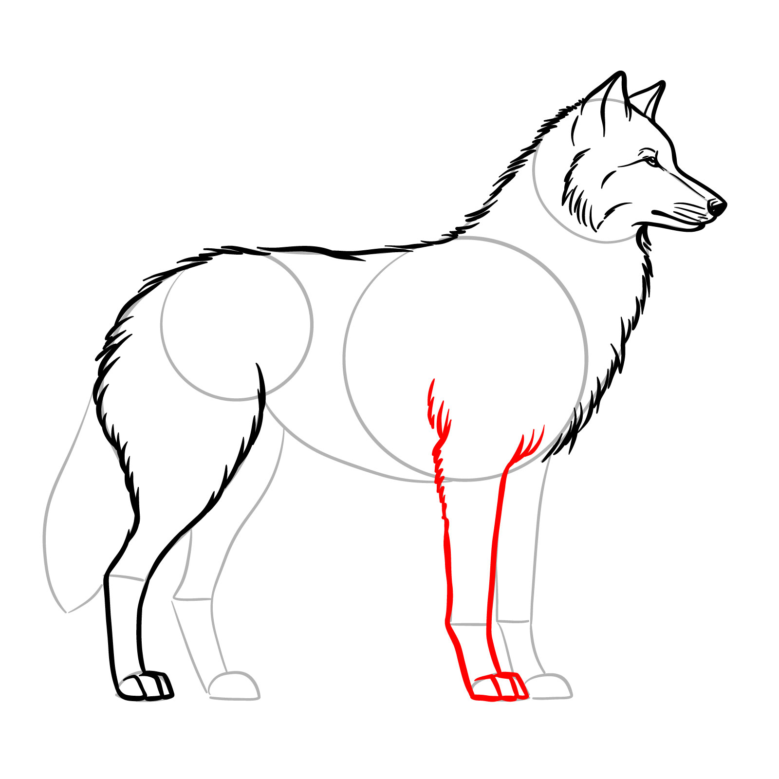 Drawing the front leg of a wolf in a side view sketch - step 10