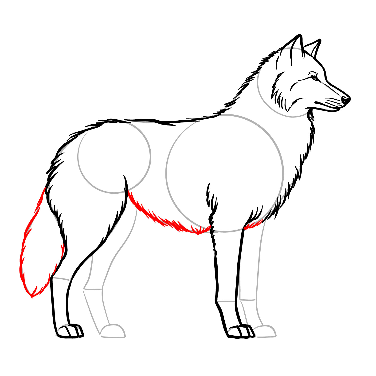 Detailing the wolf's underbelly and tail in a side view drawing - step 11