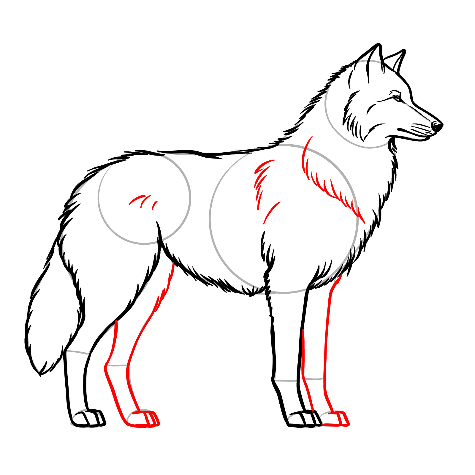 Finalizing the wolf's legs and adding fur texture in a side view drawing - step 12