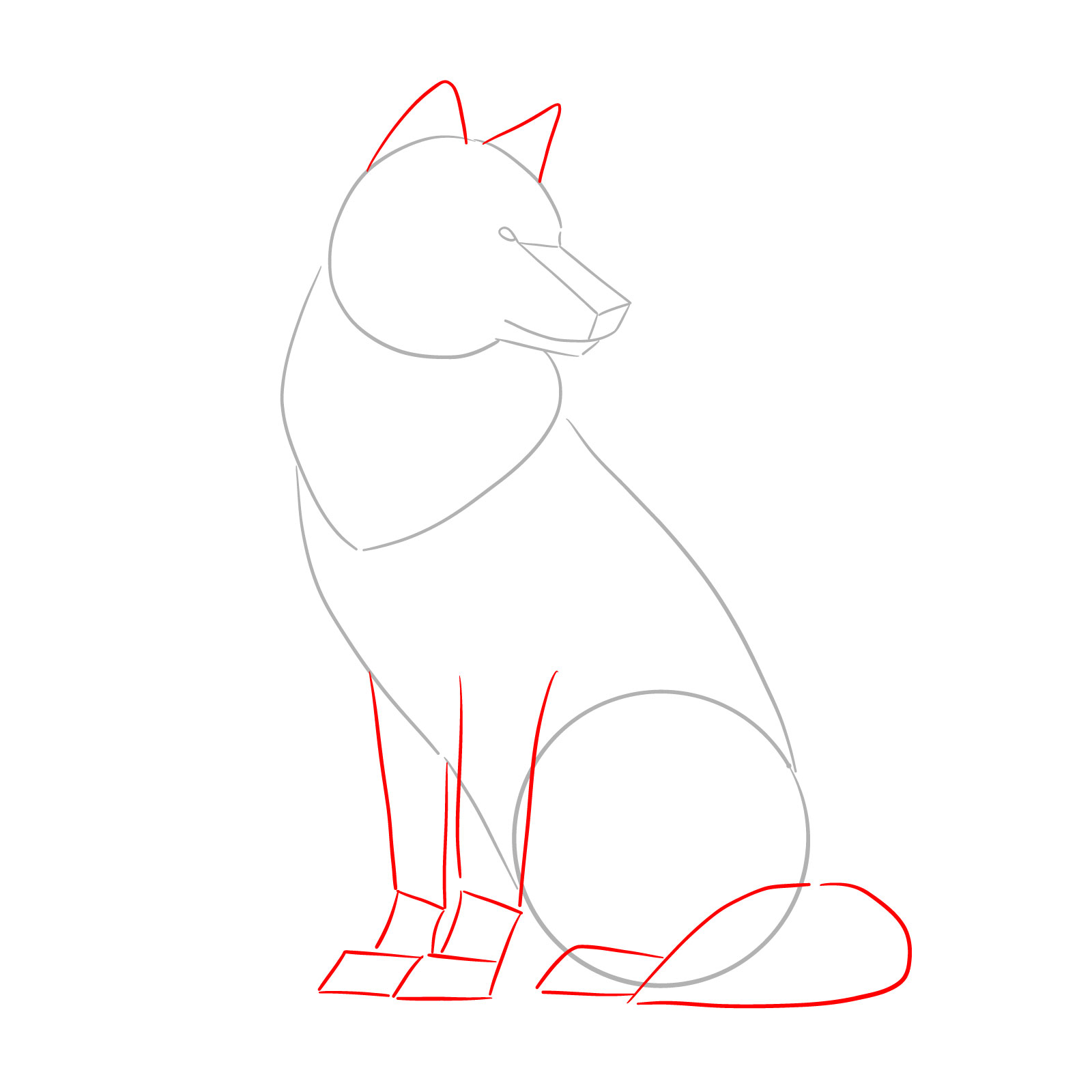 Basic outlines for a wolf's legs and tail in a sitting position - step 03